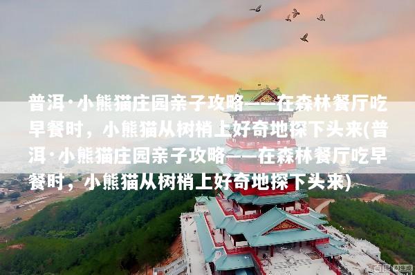 普洱·小熊猫庄园亲子攻略——在森林餐厅吃早餐时，小熊猫从树梢上好奇地探下头来(普洱·小熊猫庄园亲子攻略——在森林餐厅吃早餐时，小熊猫从树梢上好奇地探下头来)