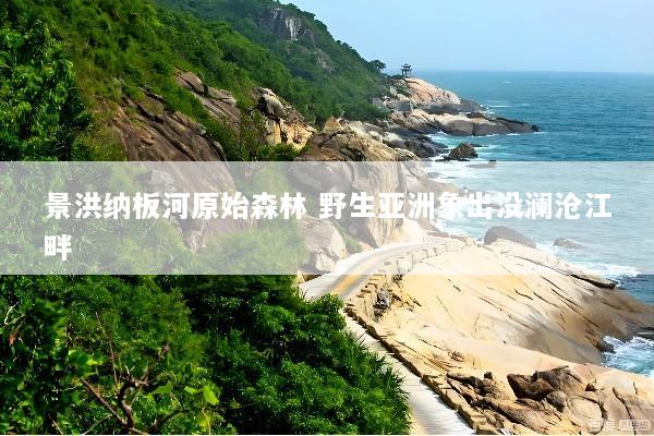景洪纳板河原始森林 野生亚洲象出没澜沧江畔