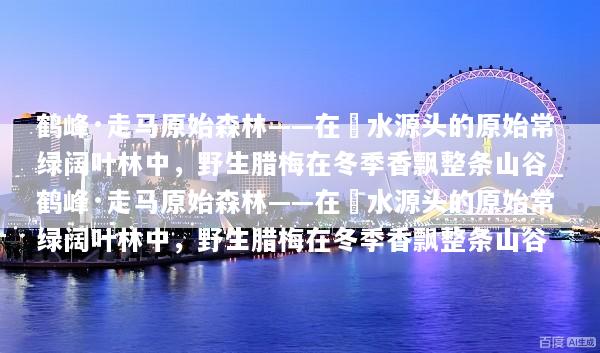 鹤峰·走马原始森林——在溇水源头的原始常绿阔叶林中，野生腊梅在冬季香飘整条山谷_鹤峰·走马原始森林——在溇水源头的原始常绿阔叶林中，野生腊梅在冬季香飘整条山谷