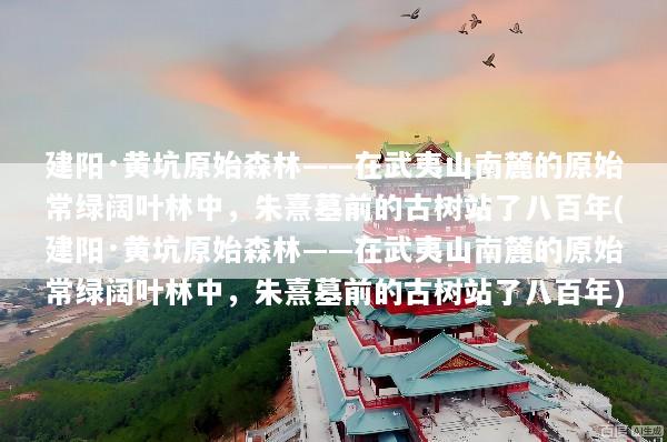 建阳·黄坑原始森林——在武夷山南麓的原始常绿阔叶林中，朱熹墓前的古树站了八百年(建阳·黄坑原始森林——在武夷山南麓的原始常绿阔叶林中，朱熹墓前的古树站了八百年)