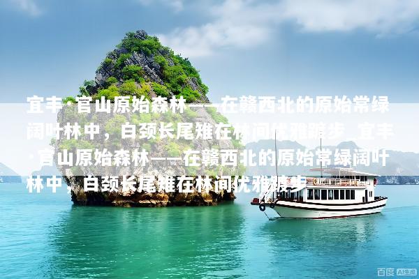 宜丰·官山原始森林——在赣西北的原始常绿阔叶林中，白颈长尾雉在林间优雅踱步_宜丰·官山原始森林——在赣西北的原始常绿阔叶林中，白颈长尾雉在林间优雅踱步